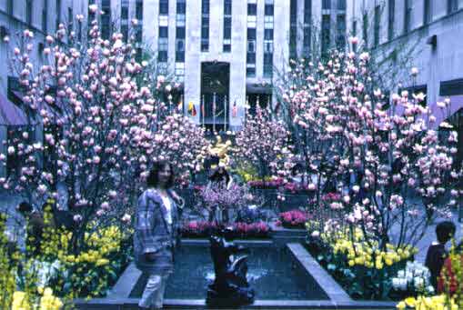 My Photograph At Rockefeller Center in New York!